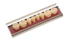 TABLILLA DE DIENTES EVODEN - COLOR: C2
