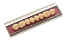 TABLILLA DE DIENTES EVODEN - COLOR: C2